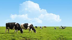 Image result for cow grazing grass
